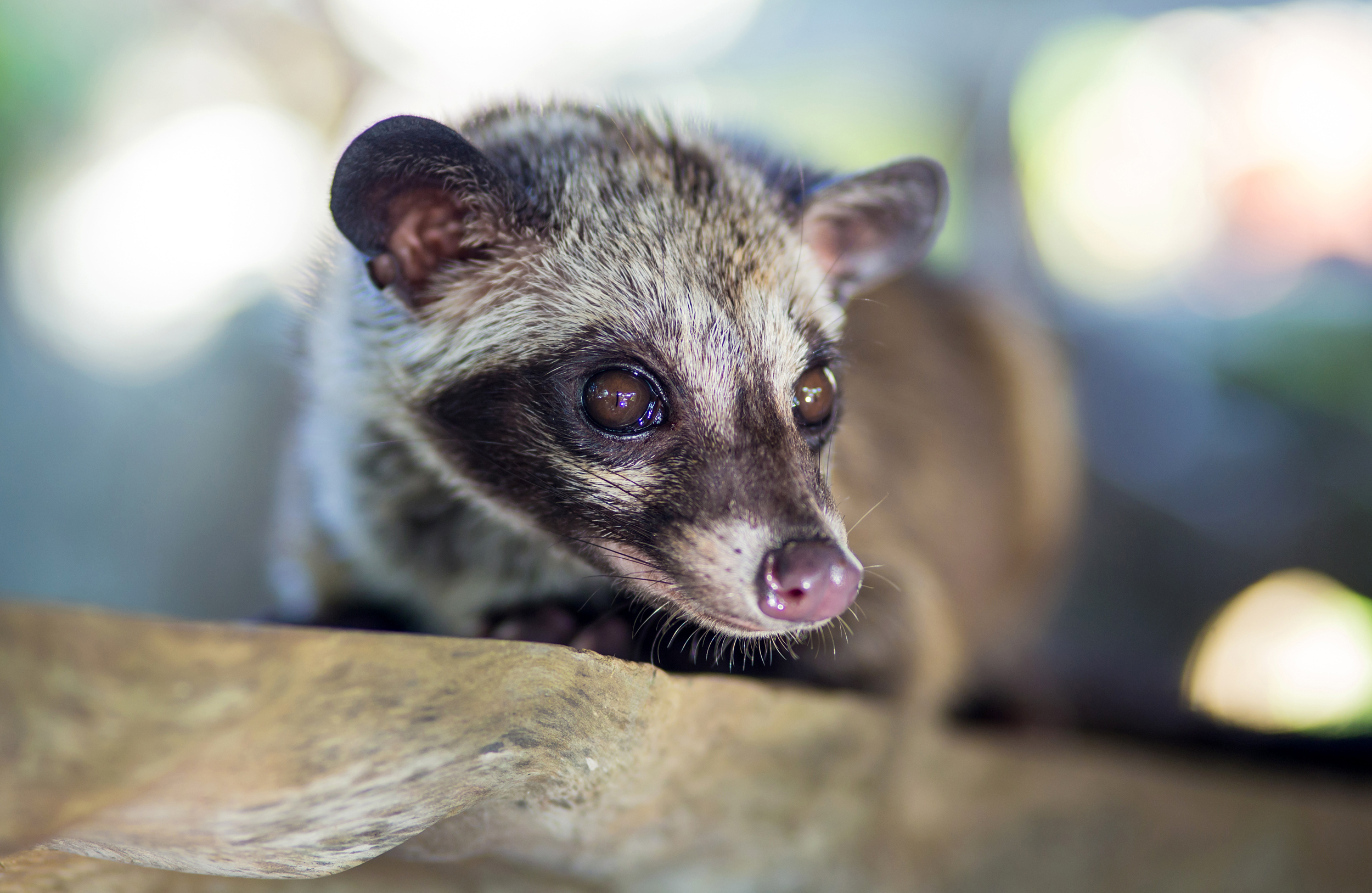 Kopi Luwak